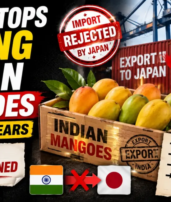 Japan Stops Buying Indian Mangoes After 20 Years